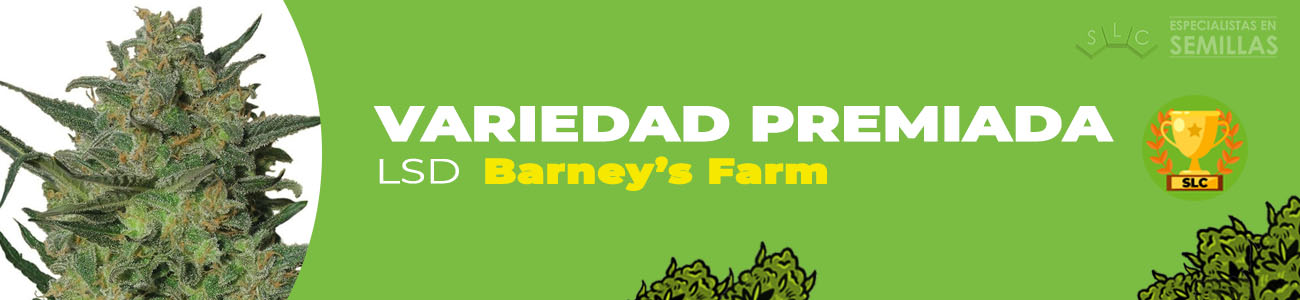LSD de Barney's Farm