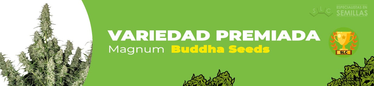 Magnum de Buddha Seeds