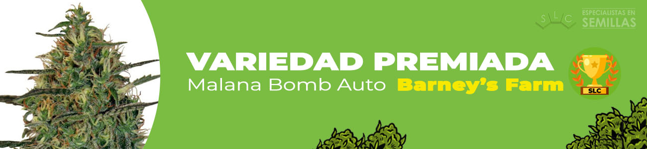 Malana Bomb Auto de Barney's Farm