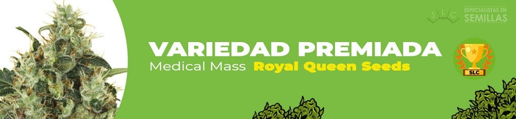 Medical mass de Royal Queen Seeds