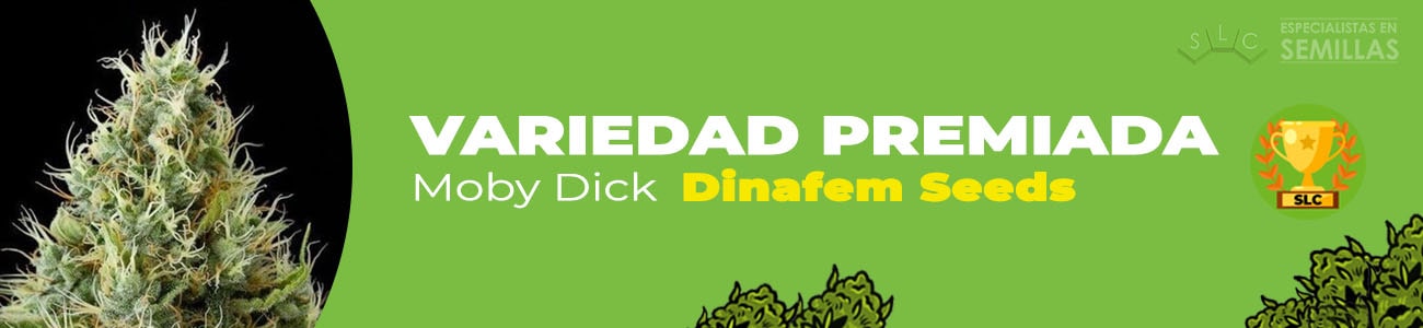 Moby Dick de Dinafem Seeds