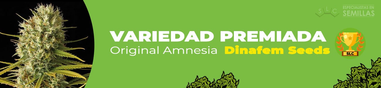 Original Amnesia de Dinafem Seeds