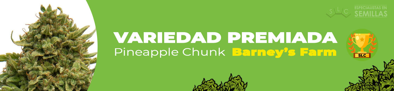 Pineapple Chunk de Barney's Farm