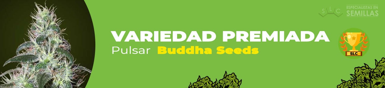 Pulsar de Buddha Seeds