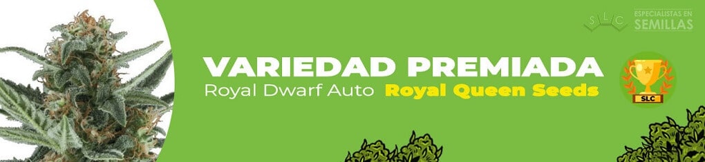 Royal Dwarf Auto de Royal Queen Seeds