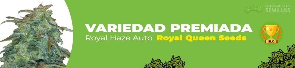 Royal Haze Auto de Royal Queen Seeds