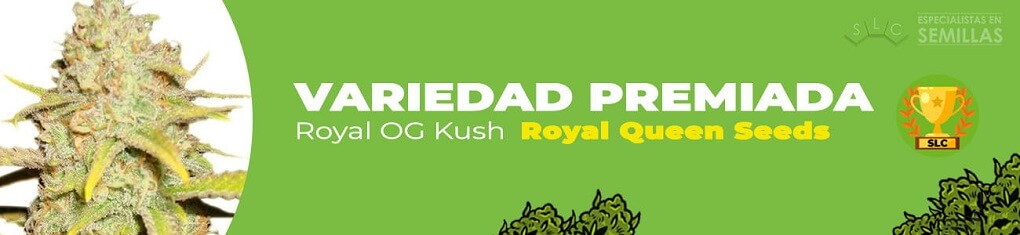 Royal OG Kush de Royal Queen Seeds