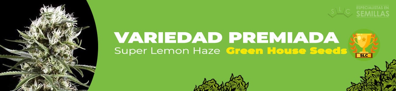 Super Lemon Haze de Green House Seeds
