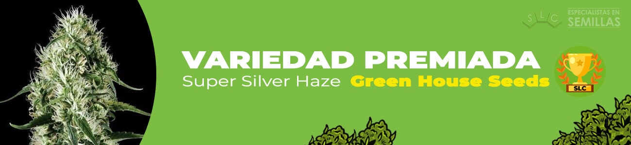 Super Silver Haze de Green House Seeds