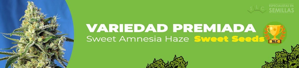Sweet amnesia haze de sweet seeds