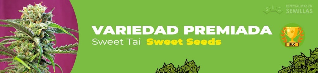 Sweet tai de sweet seeds