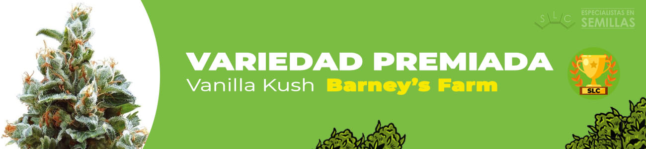 Vanilla Kush de Barney's Farm