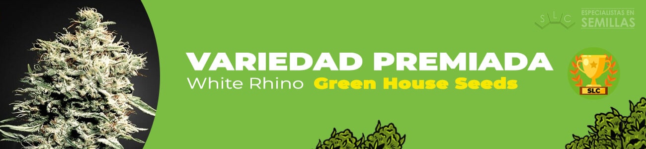 White Rhino de Green House Seeds