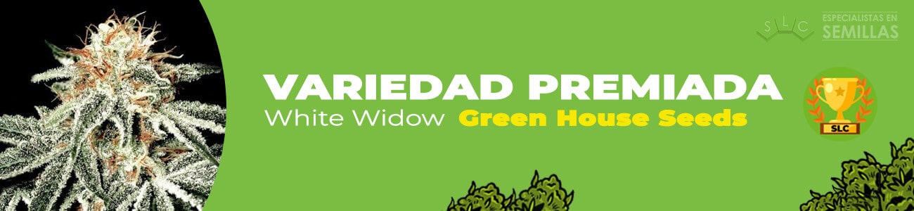 White Widow de Green House Seeds