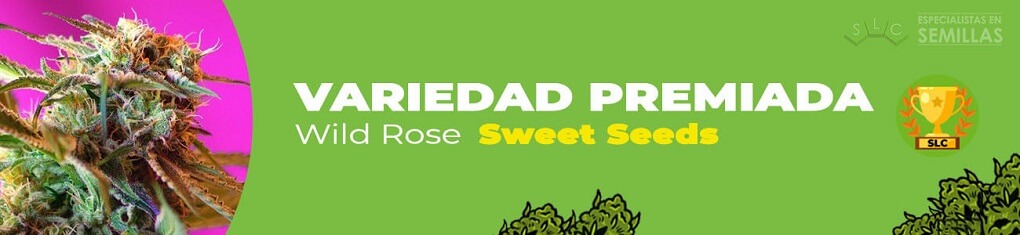 Wild rose de sweet seeds