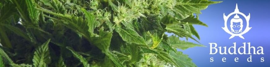 buddha seeds