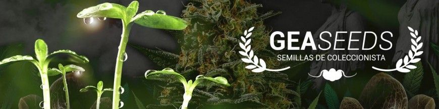 gea seeds