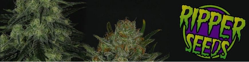 ripper seeds