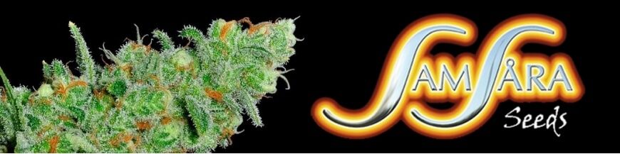 samsara seeds